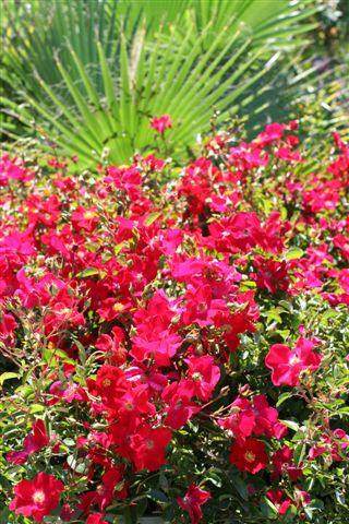 Rosa 'Flower Carpet' Devil Mountain Wholesale Nursery